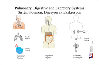 Chart: Pulmonary, Digestion & Excretion Sys.